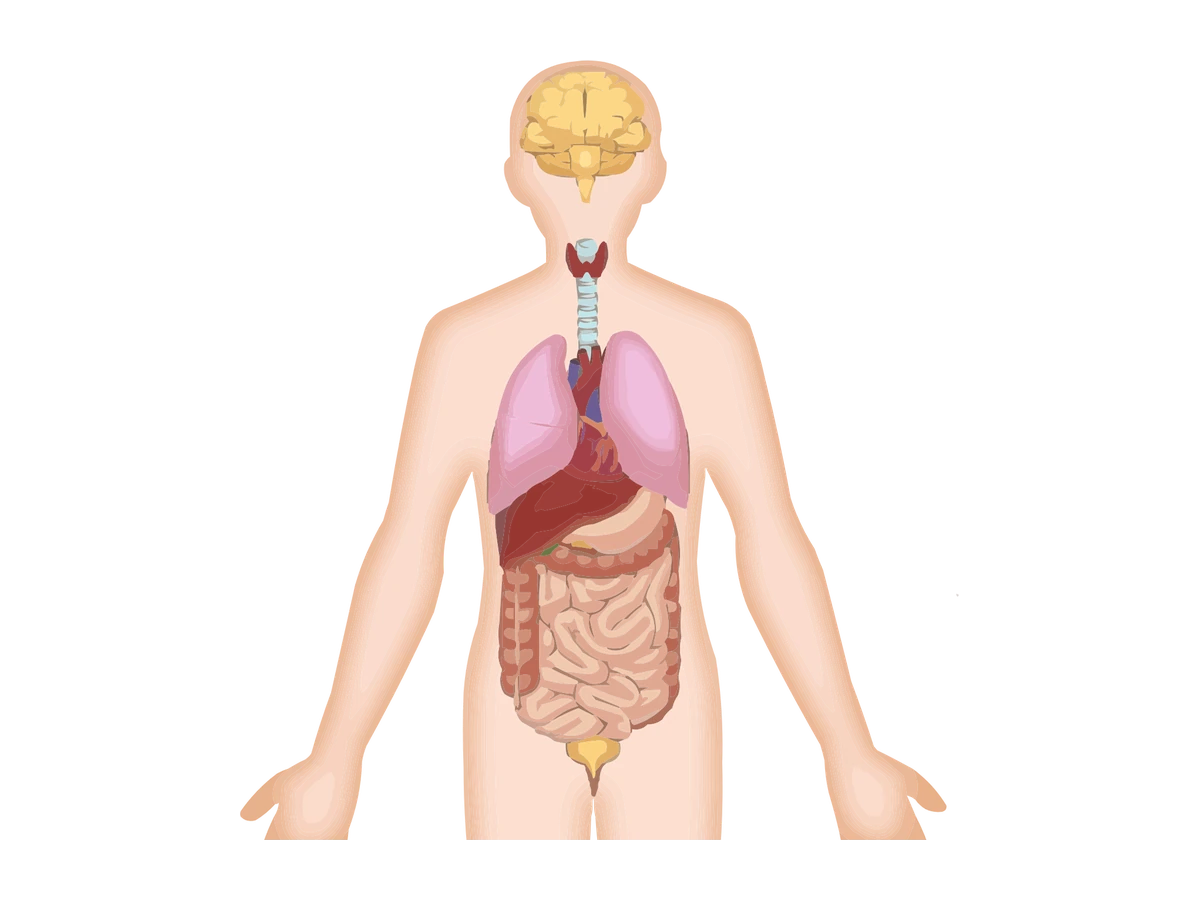 Body organs — context view — medical illustration