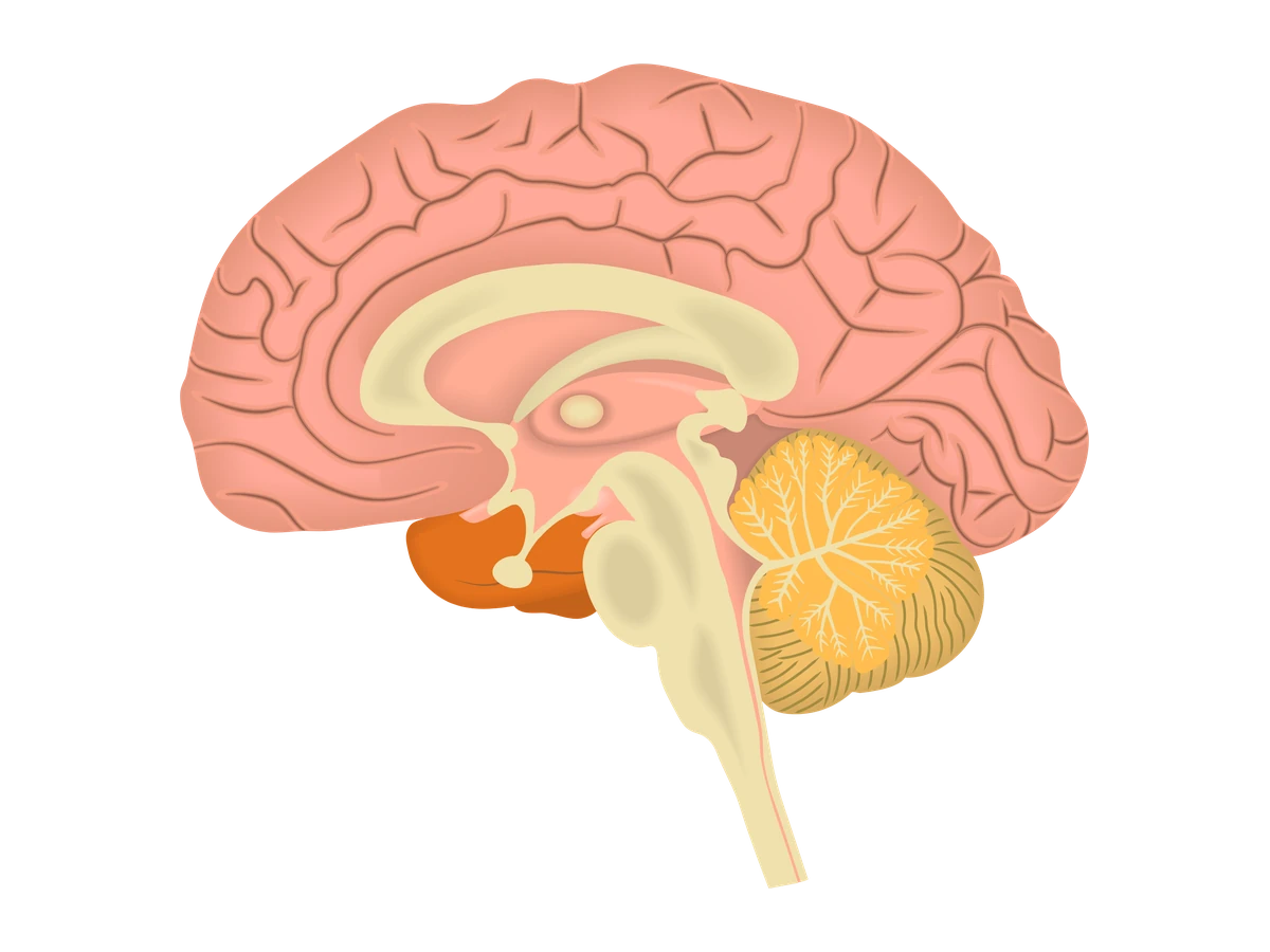 Brain — medical illustration