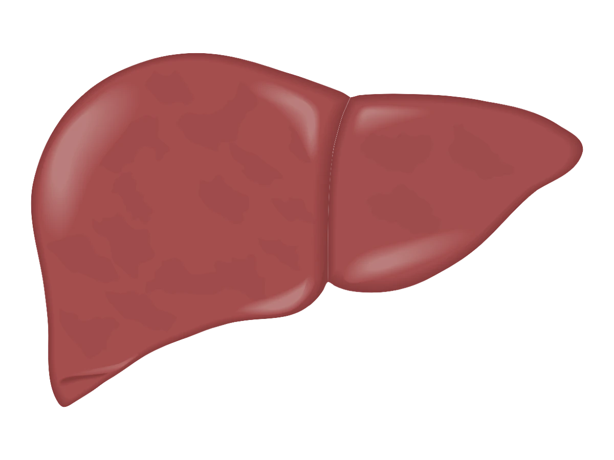 Liver — medical illustration